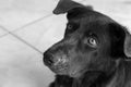 Closeup face of dog looking for something, black and white color Royalty Free Stock Photo