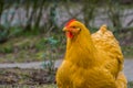 Closeup of the face of a domesticated chicken, Portrait of a popular farm animal Royalty Free Stock Photo