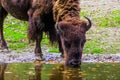 Closeup of the face of a european bison drinking water, vulnerable animal specie from Europe
