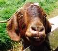 Closeup face farm pet goat New Zealand