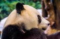 Closeup of the face of a giant panda bear from the side, Vulnerable animal specie from Asia