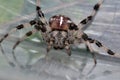 Closeup face of giant spider Royalty Free Stock Photo