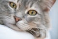 Closeup face of a gray tabby cat with selective focus on eyes Royalty Free Stock Photo