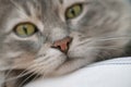 Closeup face of a gray tabby cat with selective focus on nose Royalty Free Stock Photo