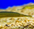 Closeup of the face of a greater pipe fish, funny fish with a long snout, tropical fish from the mediterranean sea