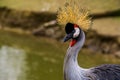 Closeup of the face of a grey crowned crane, beautiful tropical bird, endangered animal specie from Africa Royalty Free Stock Photo