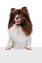 Closeup face of happy nice Pomeranian spitz dog isolated over white studio background. Concept of beauty, animal health Royalty Free Stock Photo