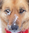 Closeup Face Headshot of Dog in winter