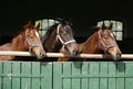 Thoroughbred young horses looking over wooden barn door in stable at ranch on sunny summer day Royalty Free Stock Photo