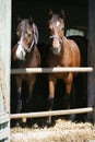 Thoroughbred young horses looking over wooden barn door in stable at ranch on sunny summer day Royalty Free Stock Photo