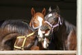 Thoroughbred young horses looking over wooden barn door in stable at ranch on sunny summer day Royalty Free Stock Photo