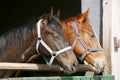 Thoroughbred young horses looking over wooden barn door in stable at ranch on sunny summer day Royalty Free Stock Photo