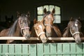 Thoroughbred young horses looking over wooden barn door in stable at ranch on sunny summer day Royalty Free Stock Photo