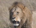 Closeup face of large male lion with teeth showing Royalty Free Stock Photo