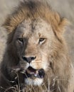 Closeup face of large male lion with teeth showing Royalty Free Stock Photo