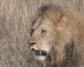 Closeup face of large male lion with teeth showing Royalty Free Stock Photo