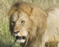 Closeup face of large male lion with teeth showing Royalty Free Stock Photo