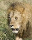 Closeup face of large male lion with teeth showing Royalty Free Stock Photo