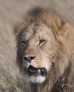 Closeup face of large male lion with teeth showing Royalty Free Stock Photo