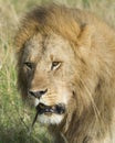 Closeup face of large male lion with teeth showing Royalty Free Stock Photo