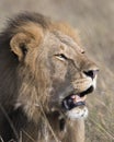 Closeup face of large male lion with teeth showing Royalty Free Stock Photo