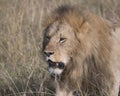 Closeup face of large male lion with teeth showing Royalty Free Stock Photo