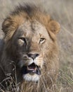 Closeup face of large male lion with teeth showing Royalty Free Stock Photo