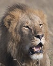 Closeup face of large male lion with teeth showing Royalty Free Stock Photo