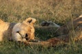 Closeup on the face of a lionness resting in the african savannah.