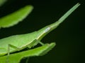 closeup face of longhead grasshopper camouflage on the leaf Royalty Free Stock Photo