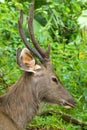 Closeup face of male Sambar deer in forest at Khao Yai, Nakhon Ratchasima, Korat, Thailand