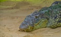 Closeup of the face of a nile crocodile laying in the sand, tropical reptile specie from the desert of Africa
