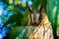 Closeup of the face of a northern long eared owl, popular bird specie from Europe and America Royalty Free Stock Photo