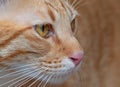 Close up Face of Orange Tabby Cat  on Background Royalty Free Stock Photo