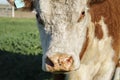 closeup of the face of a Polled Hereford cow looking at camera