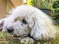 Closeup face of a poodle dog at garden Royalty Free Stock Photo