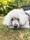 Closeup face of a poodle dog at garden Royalty Free Stock Photo