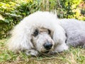 Closeup face of a poodle dog at garden Royalty Free Stock Photo