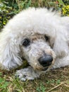 Closeup face of a poodle dog at garden Royalty Free Stock Photo