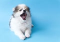 Closeup face of puppy pomeranian looking at something with grey Royalty Free Stock Photo