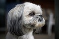 Closeup of the Face of a Shih Tzu Dog