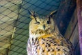 Closeup of the face of a siberian eagle owl, popular owl specie from Siberia