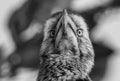 Closeup of the face of a Southern Yellow-billed Hornbill. Royalty Free Stock Photo