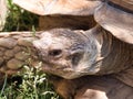 Closeup face Spurred Tortoise - Centrochelys sulcata Royalty Free Stock Photo