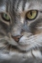 Closeup face of a tabby gray cat as a background Royalty Free Stock Photo