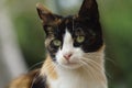 Closeup face of tricolor kitty Maneki Neko