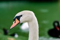 Closeup face white goose standing on green grass Royalty Free Stock Photo