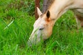 Closeup on the face of a white horse eating grass. Royalty Free Stock Photo