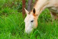 Closeup on the face of a white horse eating grass. Royalty Free Stock Photo