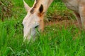 Closeup on the face of a white horse eating grass. Royalty Free Stock Photo